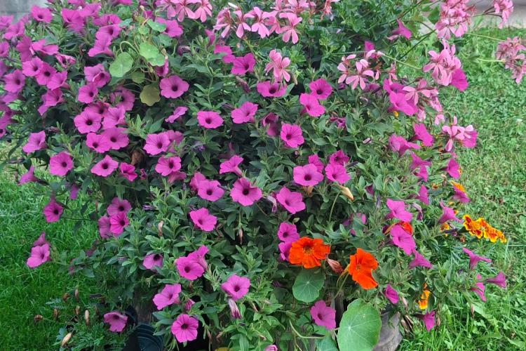 Blumenpracht am Wieserhof