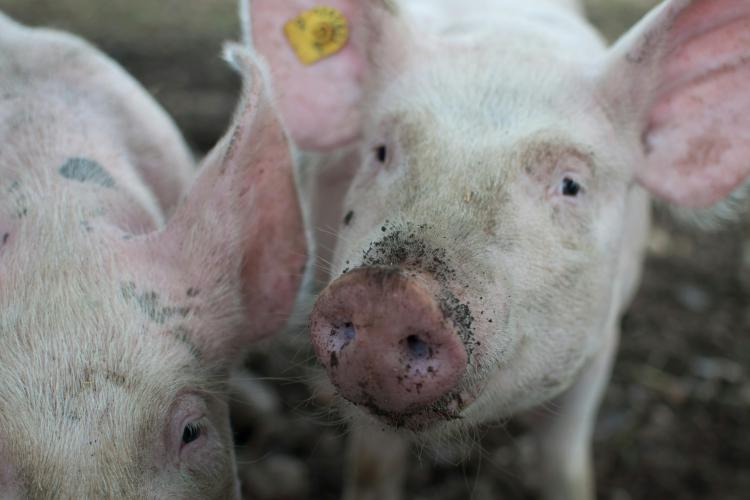 Unsere Schweine