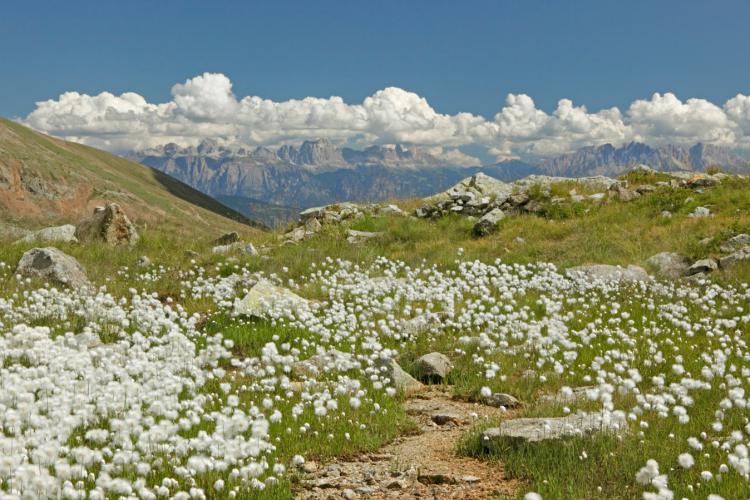 Wollgras - Blick Richtung Dolomiten