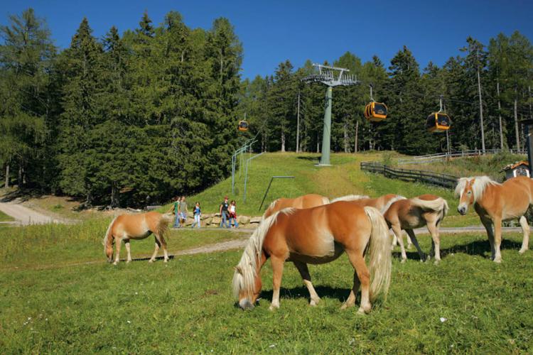 Meran 2000, Falzeben